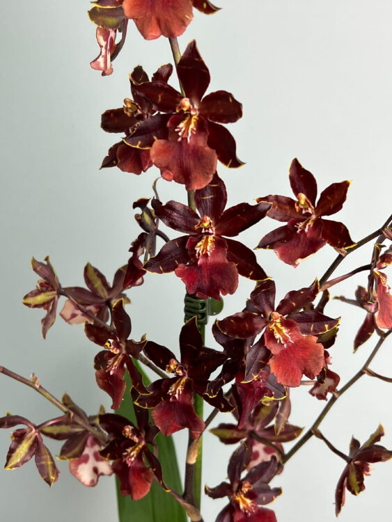 Орхидея Камбрия Буррагеара Лацио 1 ст 