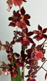 Орхидея Камбрия Буррагеара Лацио 1 ст 