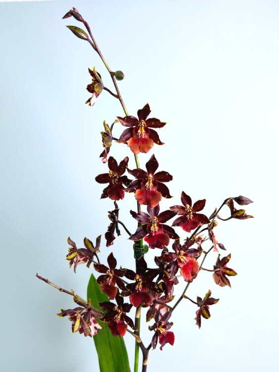 Орхидея Камбрия Буррагеара Лацио 1 ст 