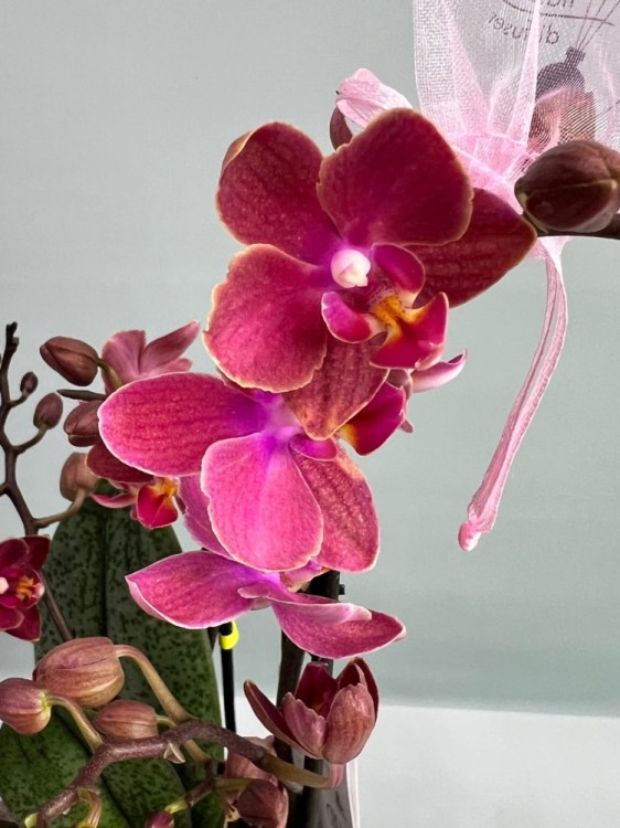 Орхидея Фаленопсис Мультифлора Диффузион ⌀12 35 см 