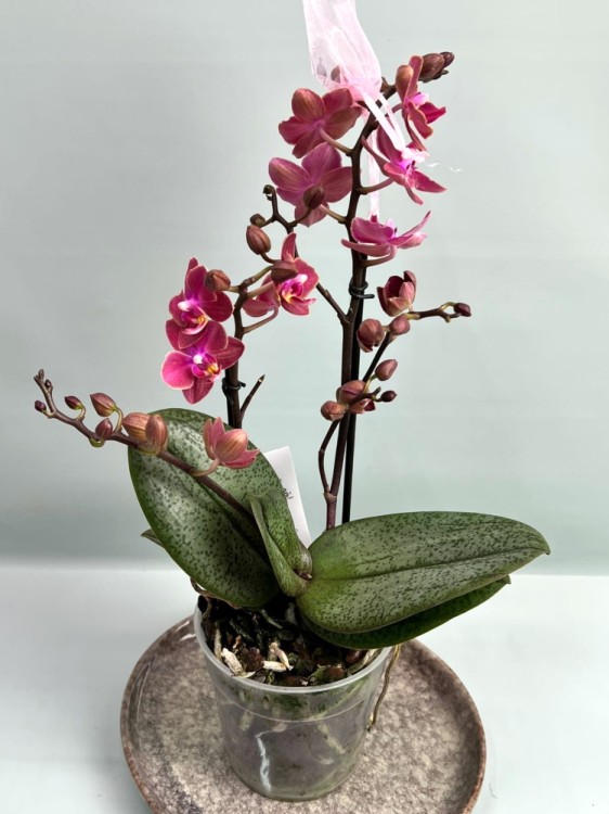 Орхидея Фаленопсис Мультифлора Диффузион ⌀12 35 см 