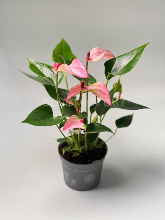 Антуриум Джоли ⌀9 25 см 