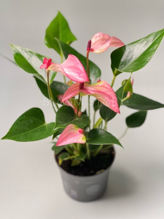 Антуриум Джоли ⌀9 25 см 