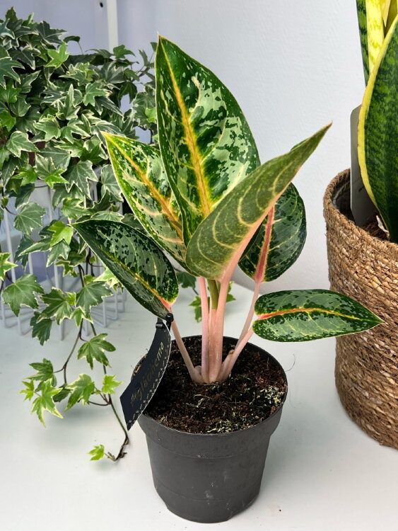 Аглаонема Чатра Монгол ⌀12 35 