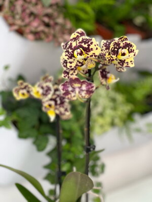 Орхидея Фаленопсис Еллоу Леопард ⌀12 35 см