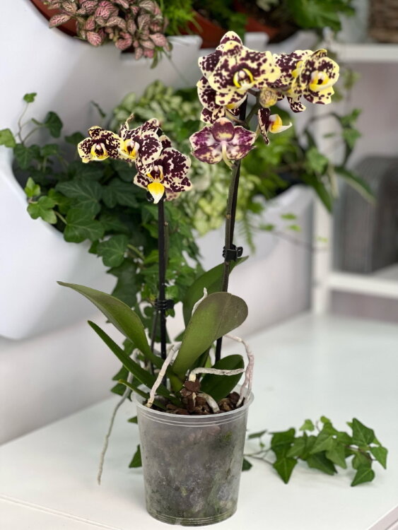 Орхидея Фаленопсис Еллоу Леопард ⌀12 35 см 