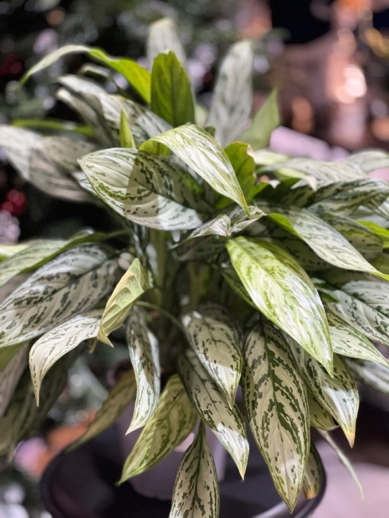 Аглаонема Сильвер Квин ⌀17 50 см 