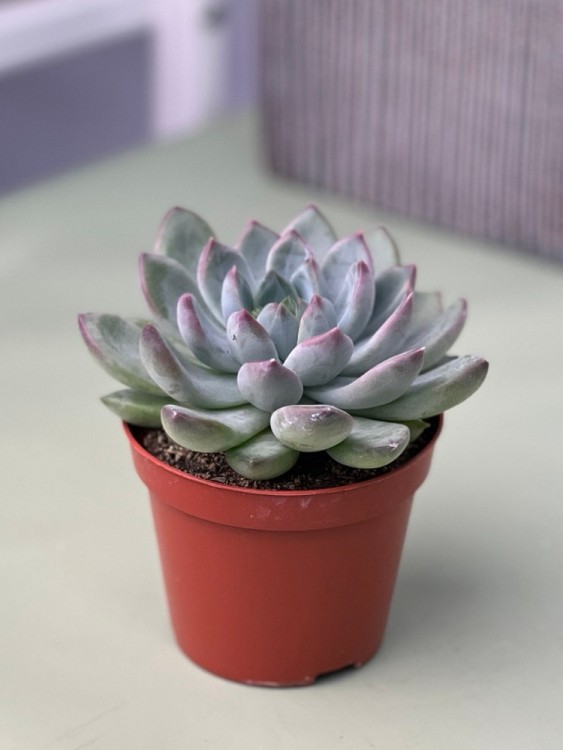 Эхеверия Толиманенсис Найт Клауд ⌀8 