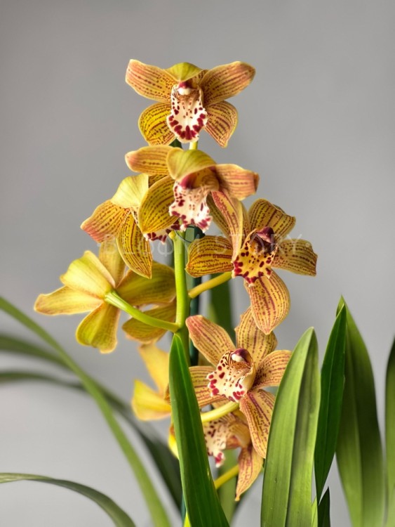 Орхидея Цимбидиум жёлтая в крап ⌀14 80 см 