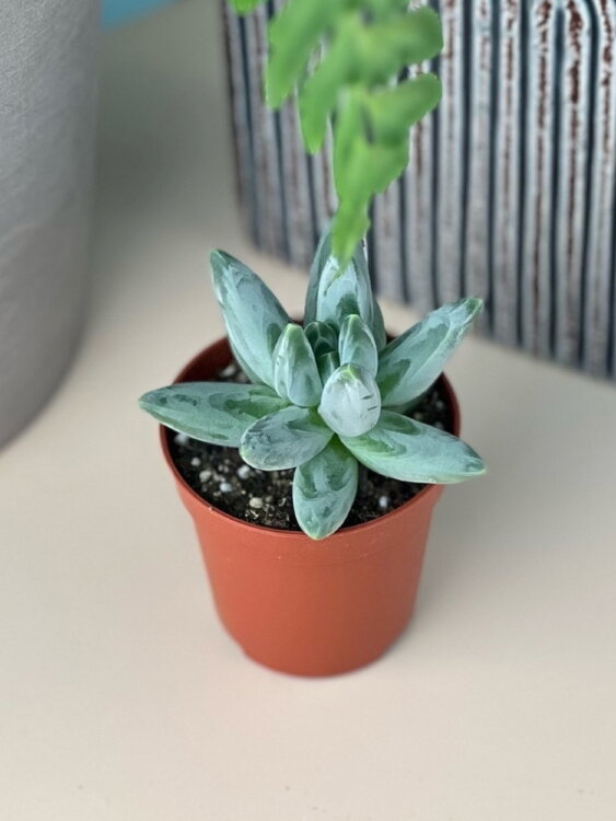 Пахифитум Компактум ⌀5 