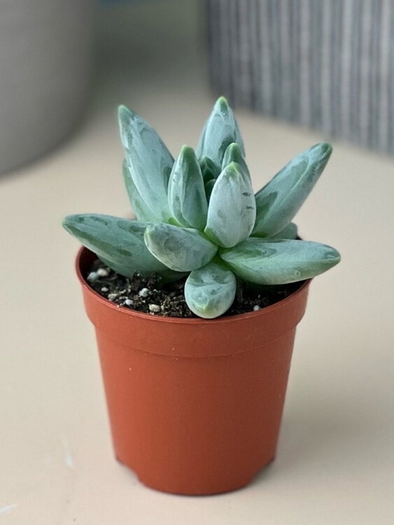 Пахифитум Компактум ⌀5 