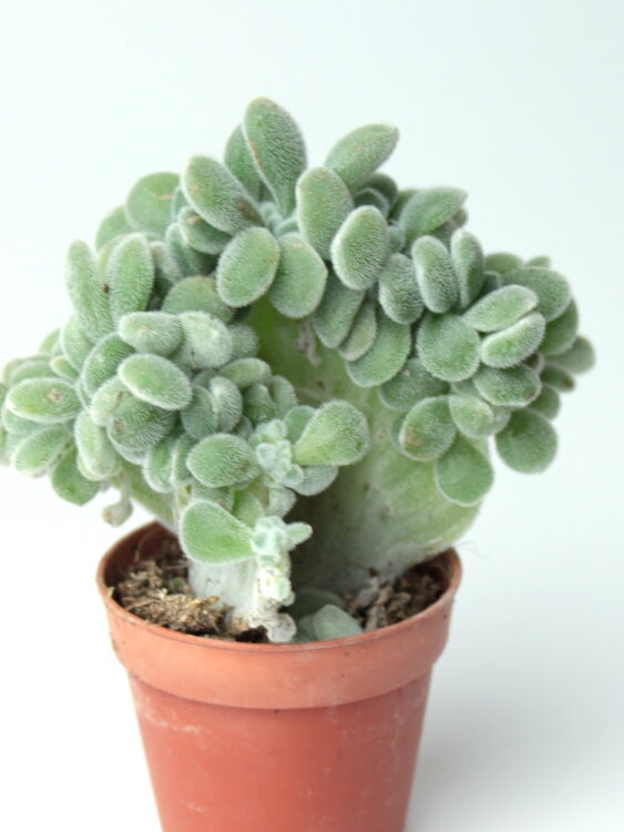 Эхеверия Фрости Кристата 