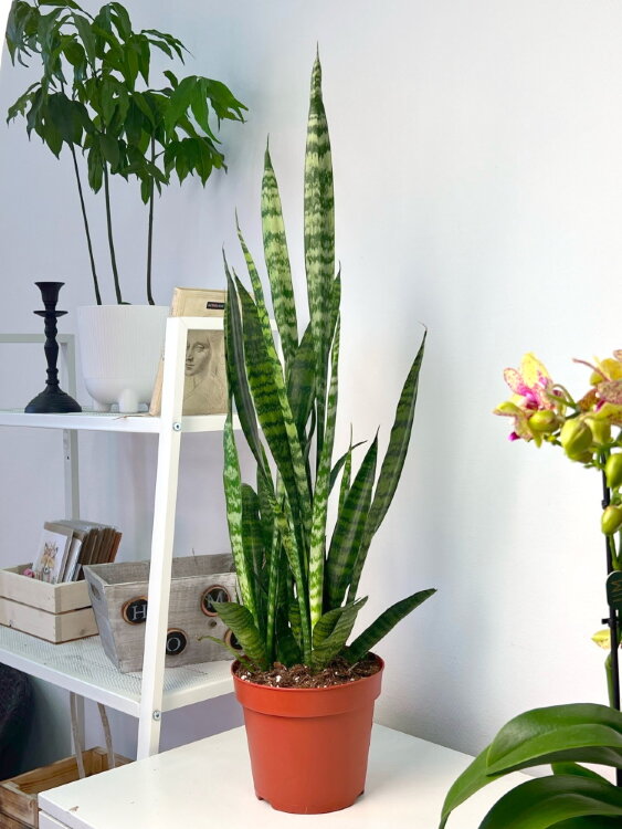 Сансевиерия Зейланика ⌀17 65 см 
