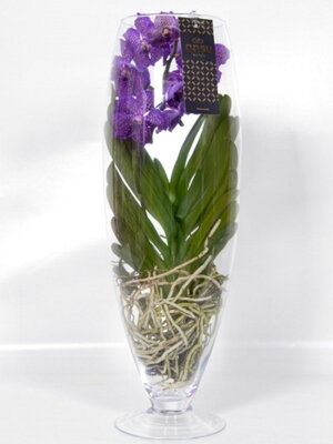 Орхидея Ванда фиолетовая в стекле Шампань