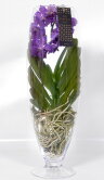 Орхидея Ванда фиолетовая в стекле Шампань 