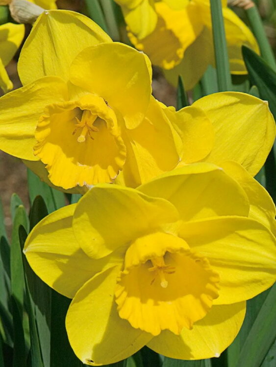 Нарцисс Лаки Намбер ⌀12 