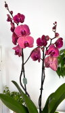 Орхидея Фаленопсис Азиан Корал 2 ст 