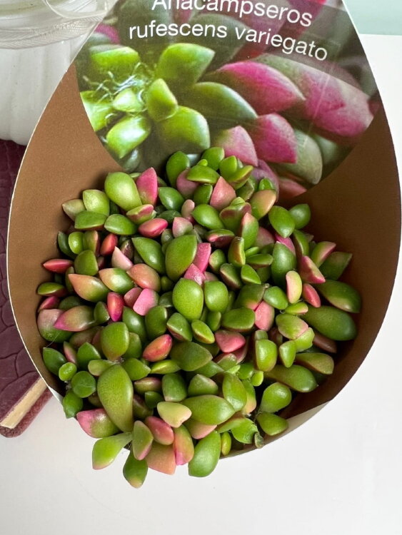 Анакампсерос Санрайз ⌀7 