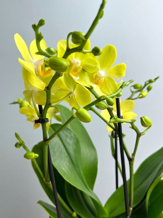 Орхидея Фаленопсис Мультифлора Лапаз 