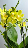 Орхидея Фаленопсис Мультифлора Лапаз 