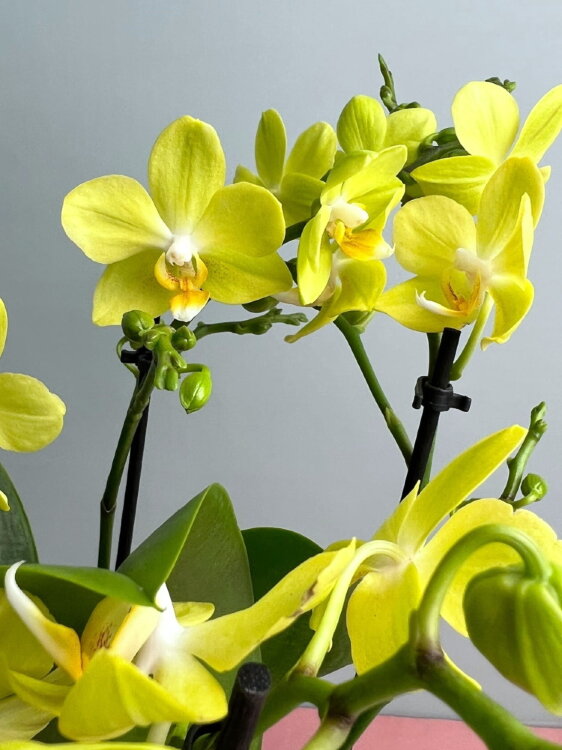 Орхидея Фаленопсис Мультифлора Лапаз 