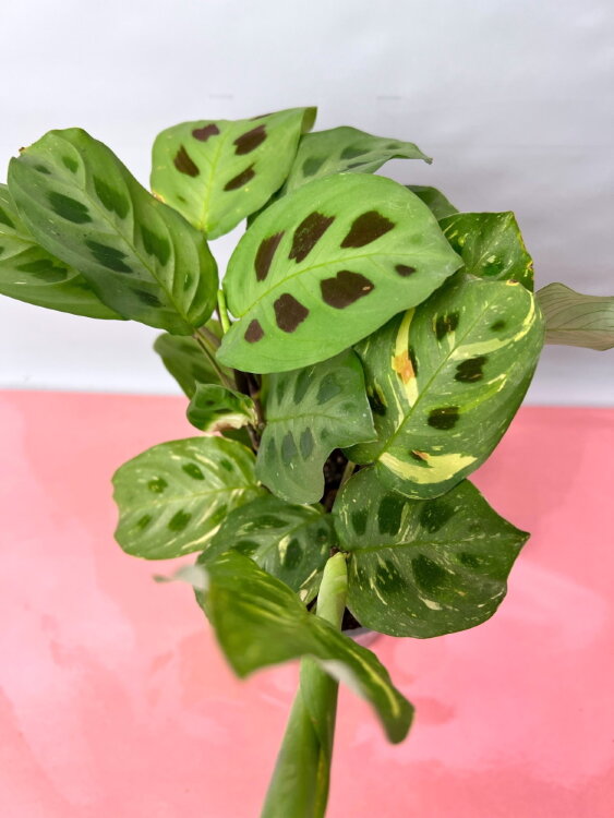 Маранта Керховена Вариегатная ⌀12 25 см  Маранта Керховена Вариегатная ⌀12 25 см