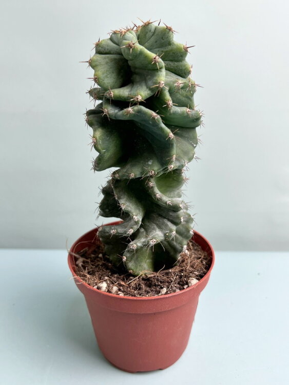 Цереус Форбеси Спиралис ⌀11 20 см 