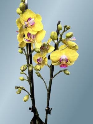 Орхидея Фаленопсис Фуллер Голд Принцесс 2 ст