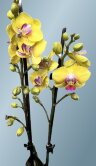 Орхидея Фаленопсис Фуллер Голд Принцесс 2 ст 