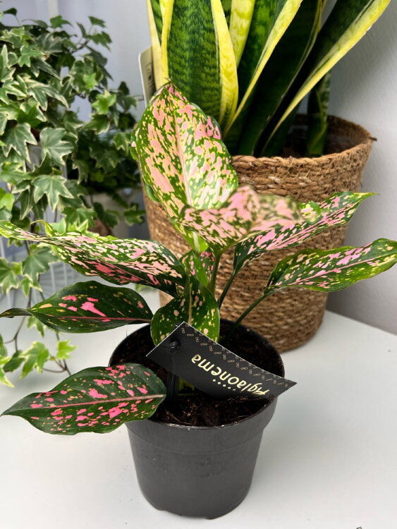 Аглаонема Пинк Леопард ⌀12 35 