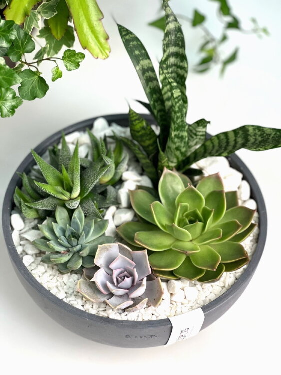 Композиция из суккулентов в кашпо Экопотс Брюссель  Композиция из суккулентов в кашпо Экопотс Брюссель