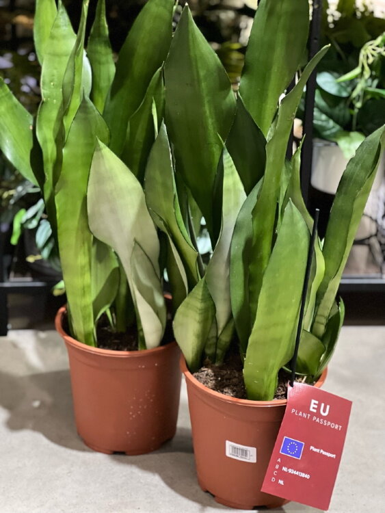 Сансевиерия Муншайн ⌀21 60 см 