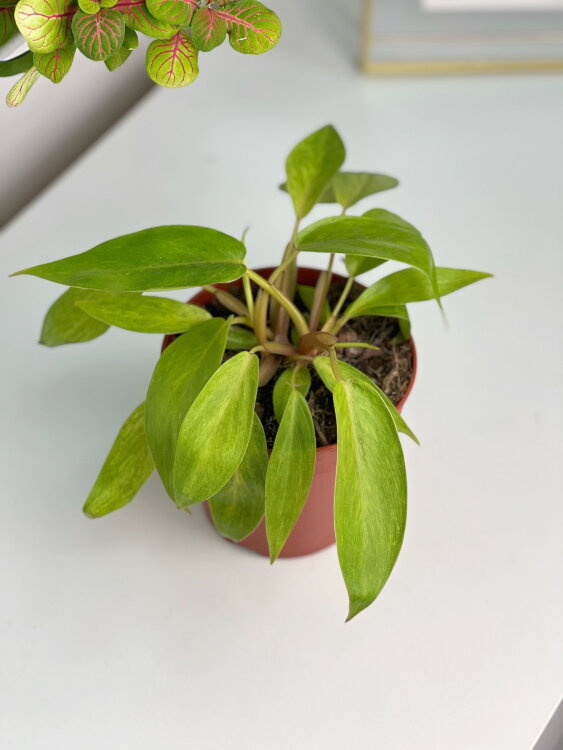 Филодендрон Пейнтед Леди ⌀12 25 см 