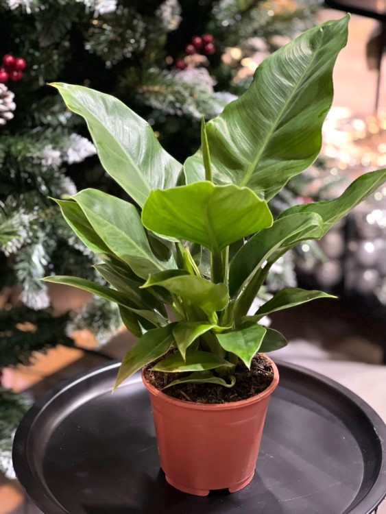 Филодендрон Империал Грин ⌀14 40 см 