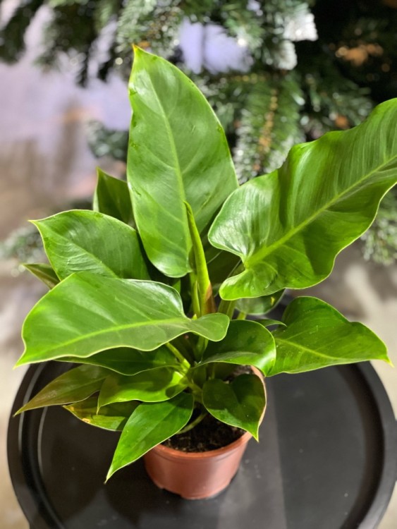 Филодендрон Империал Грин ⌀14 40 см 