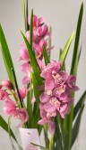 Орхидея Цимбидиум светло-розовый 2-3 ст 