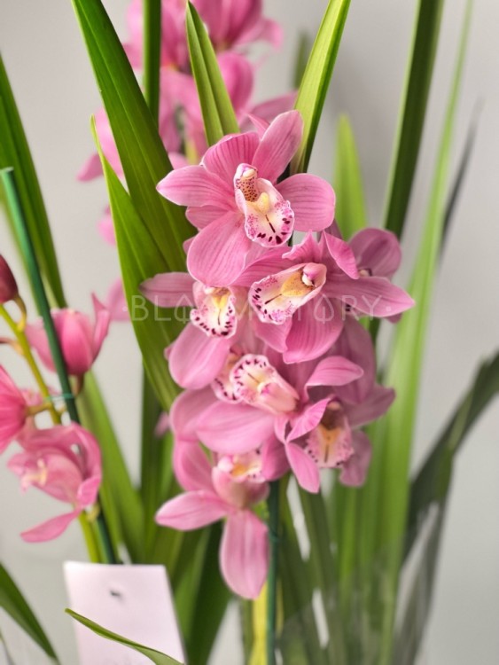 Орхидея Цимбидиум светло-розовый 2-3 ст 