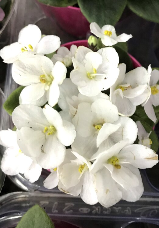 Фиалка белая мини  