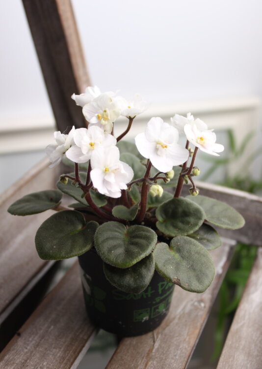 Фиалка белая мини  