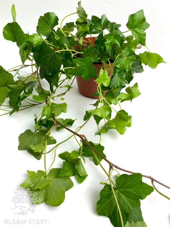 Хедера хеликс Вандер ⌀13 25 см 