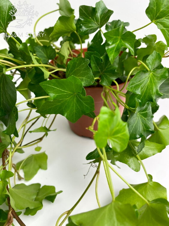 Хедера хеликс Вандер ⌀13 25 см 