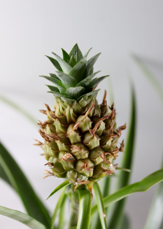 Ананас Кандидо ⌀12 45 см 