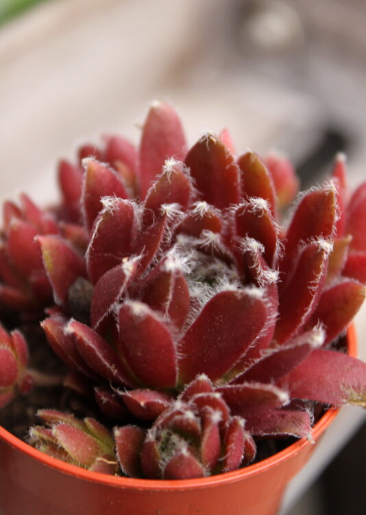 Молодило красное 