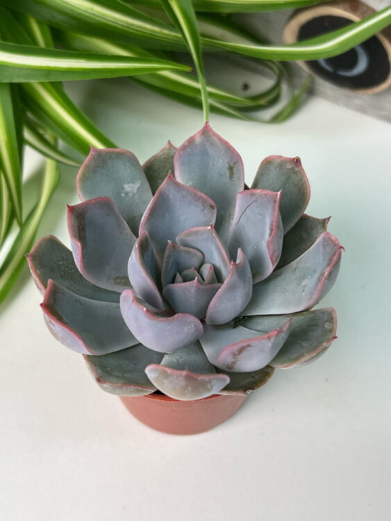 Эхеверия Орион ⌀5  