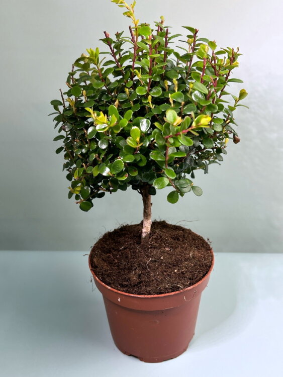 Мирсина Африканская ⌀12 35 см 