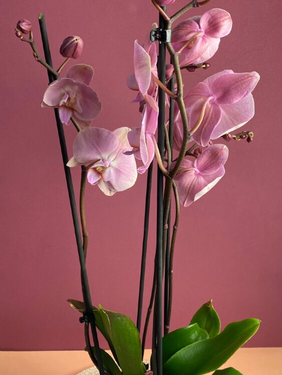 Орхидея Фаленопсис Рим 3 ст 