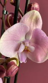 Орхидея Фаленопсис Рим 3 ст 