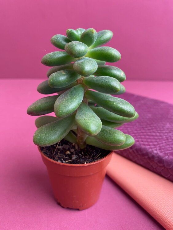 Седум Хернандеса ⌀5 