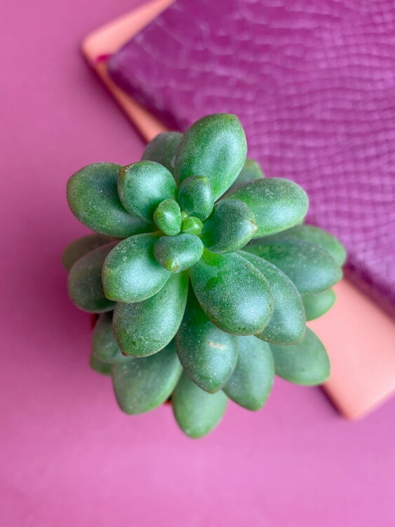 Седум Хернандеса ⌀5 