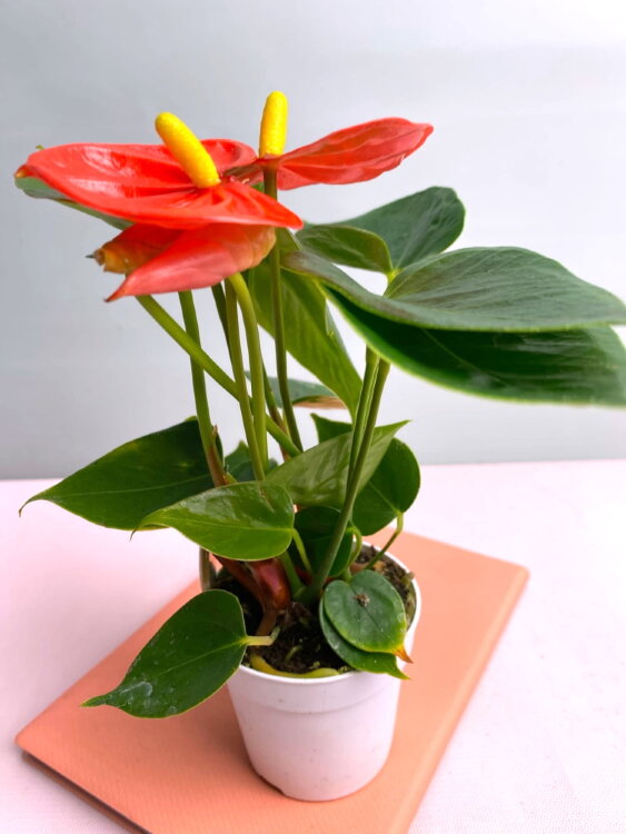 Антуриум Оранж Чемпион ⌀7 20 см 